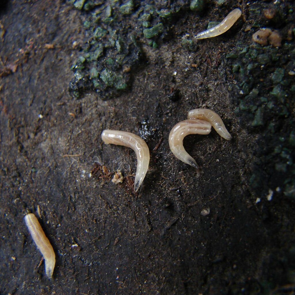 Photo of maggots