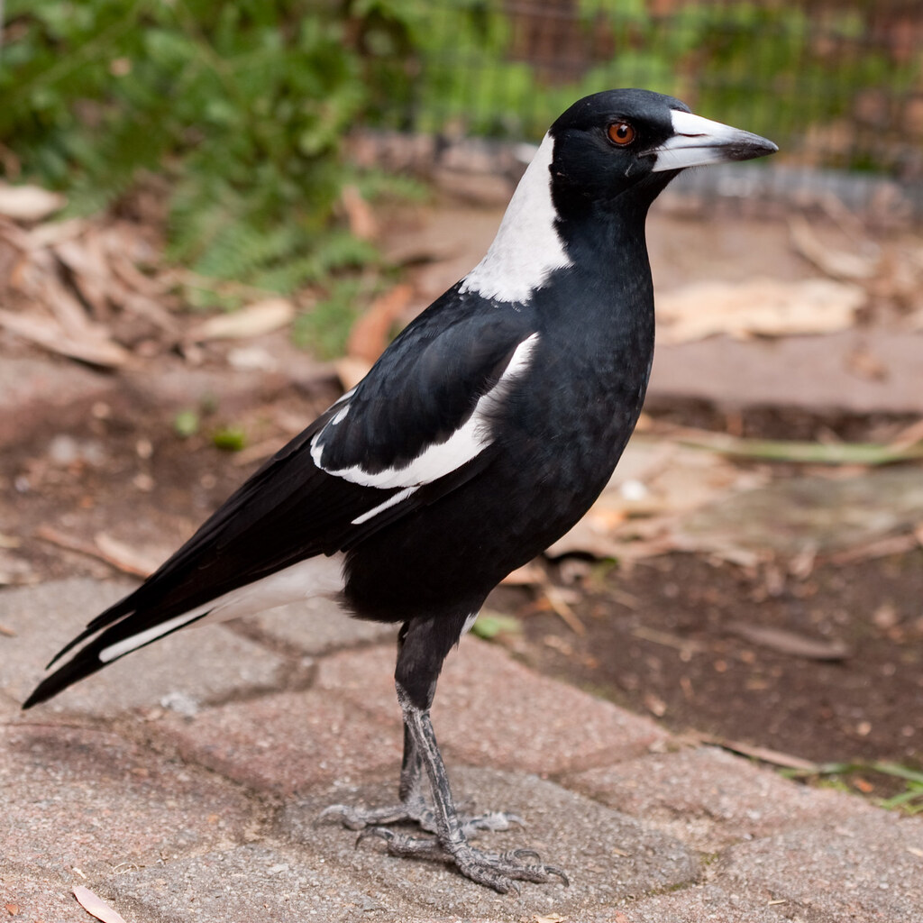 Photo of an Australian magpie