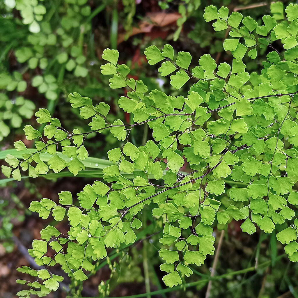 Photo of a maidenhair fern