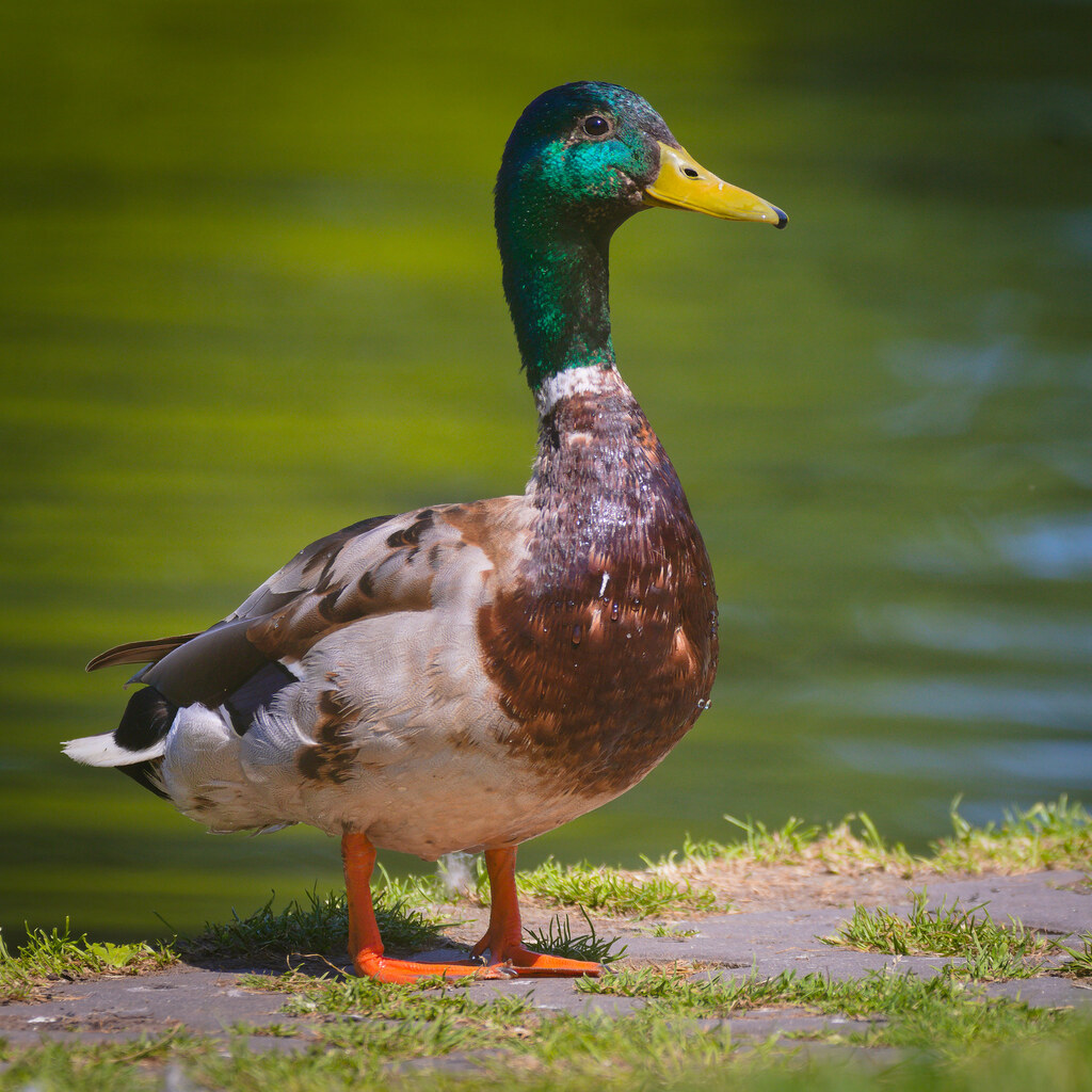 Photo of a male duck