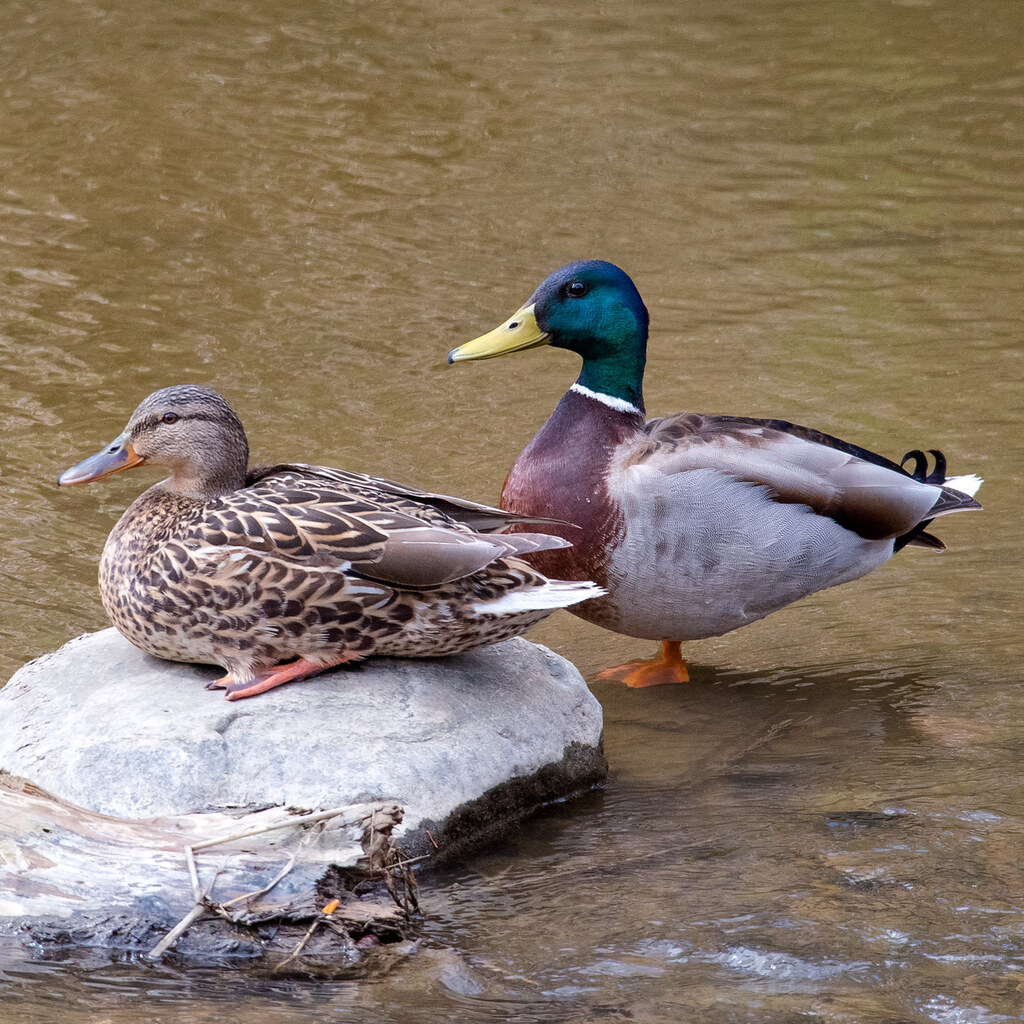 Photo of a mallard pair