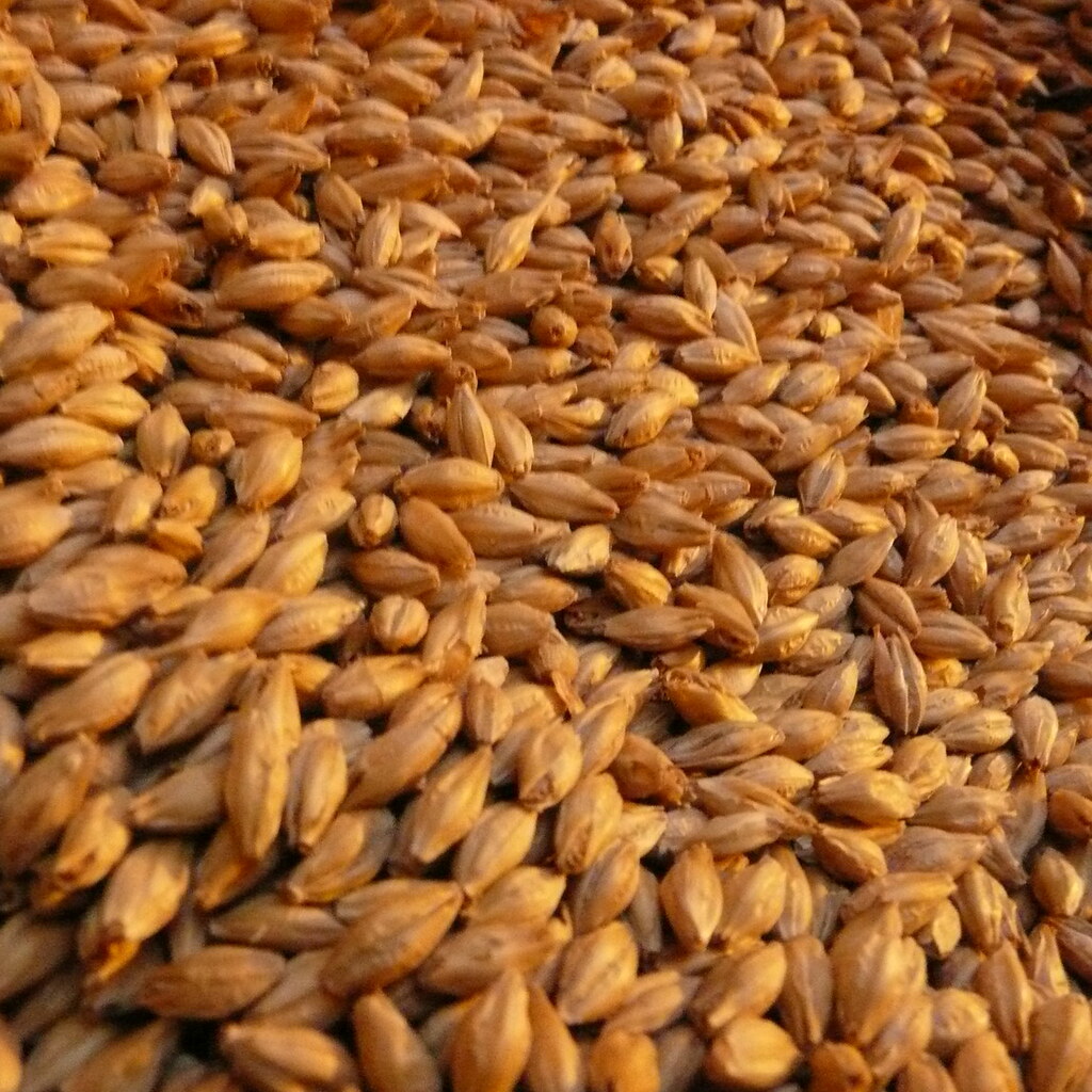 Photo of malted barley