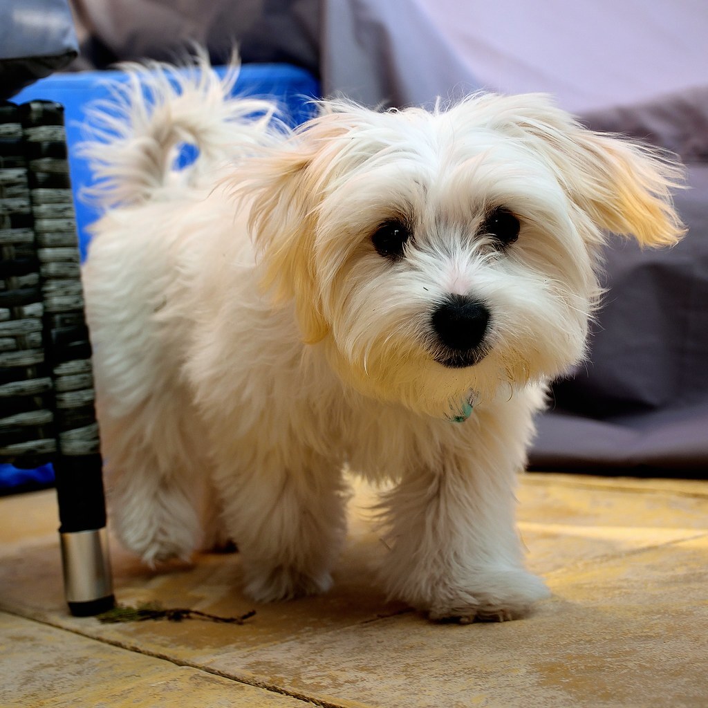 Photo of a maltese dog