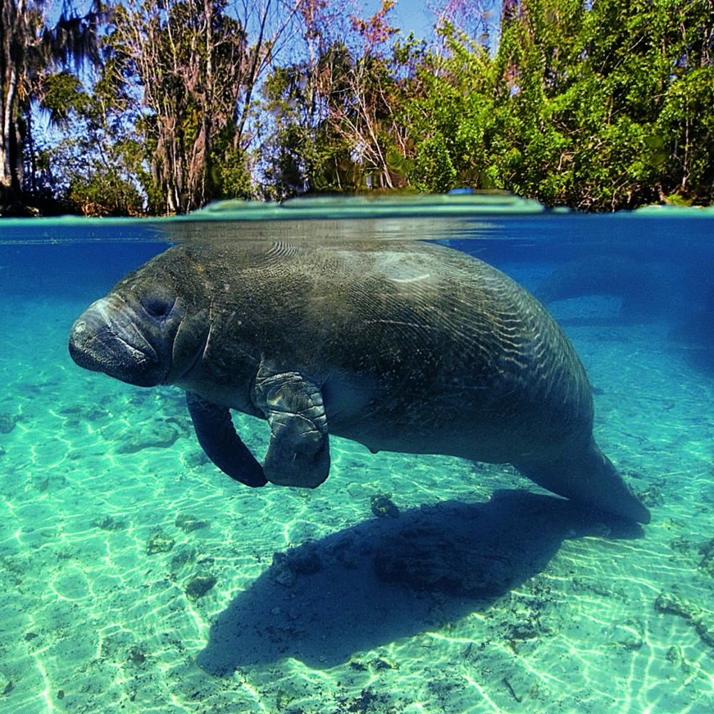 Photo of a manatee