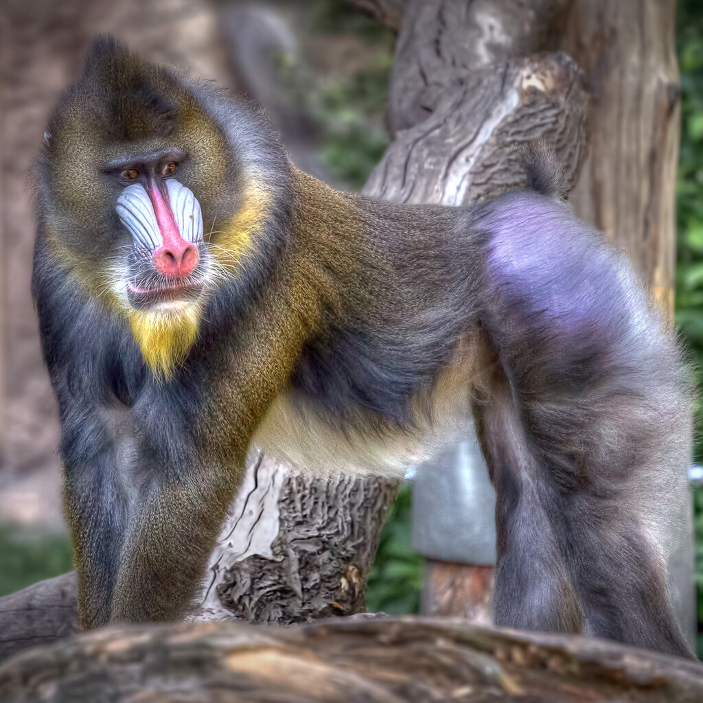 Photo of a mandrill