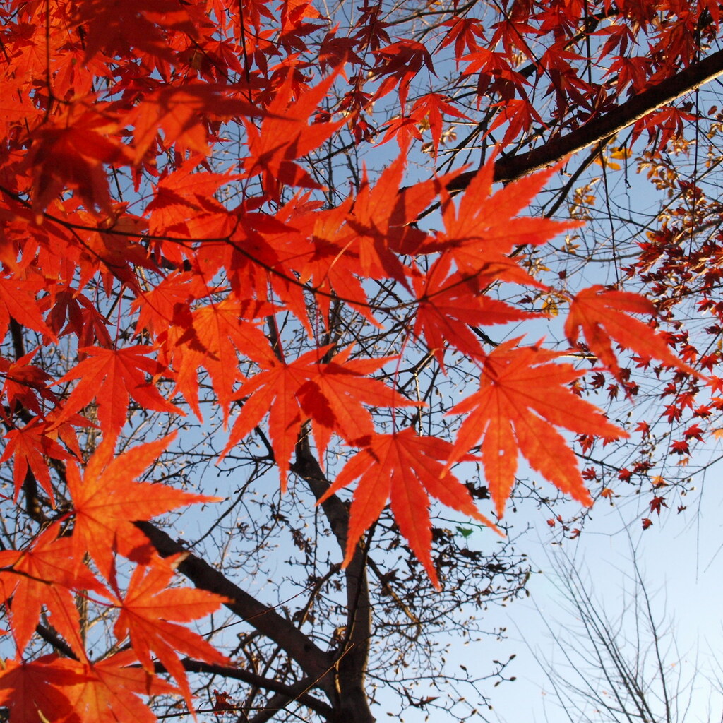 Photo of a maple tree