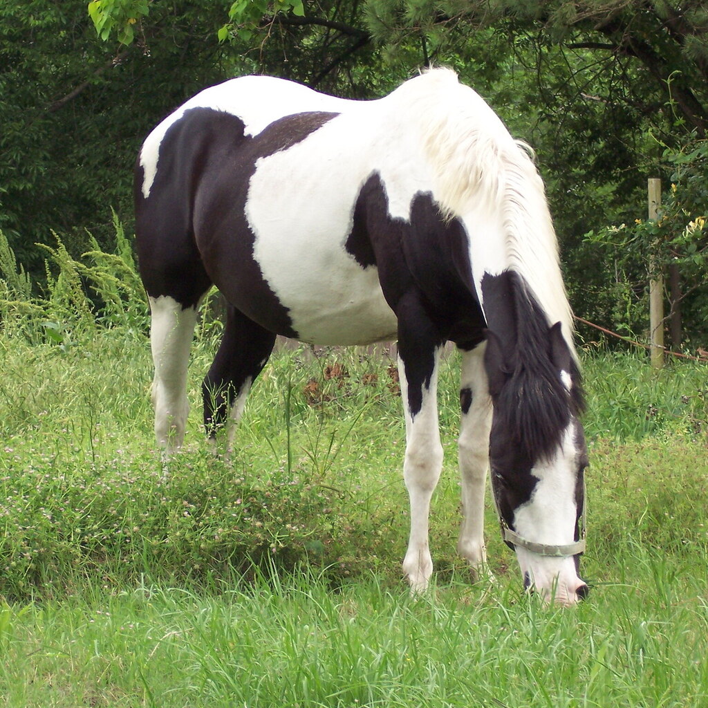 Photo of a mare.
