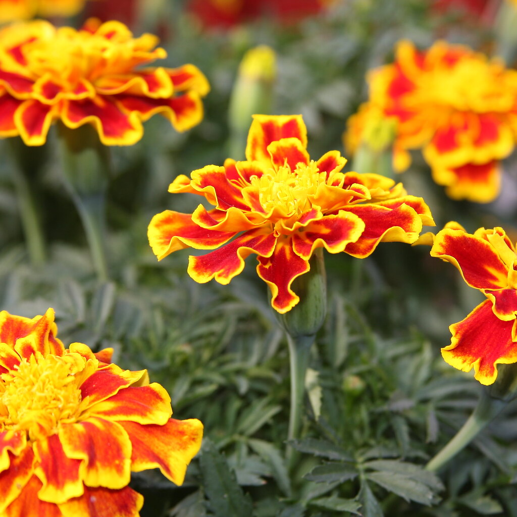 Photo of marigold flowers