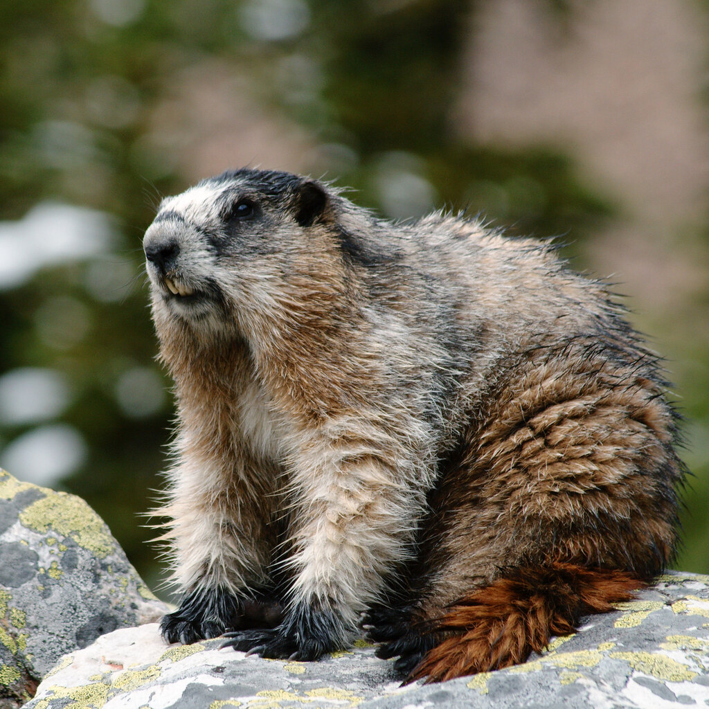 Photo of a marmot