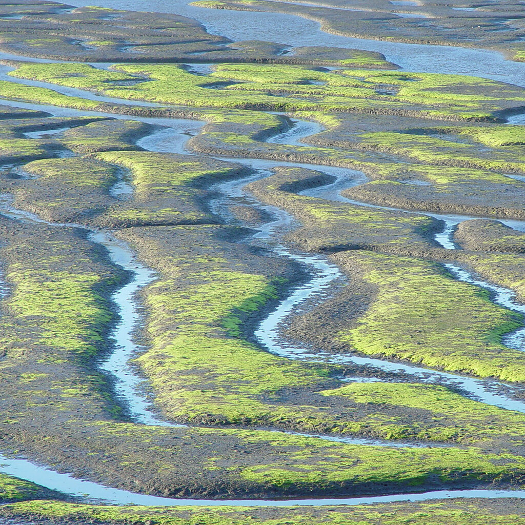 Photo of a marsh