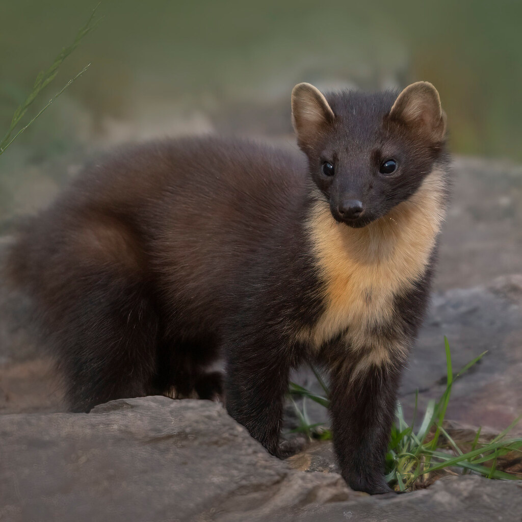 Photo of a marten