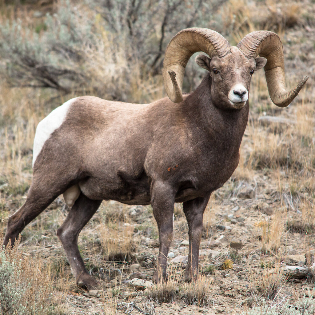 Photo of a mature sheep