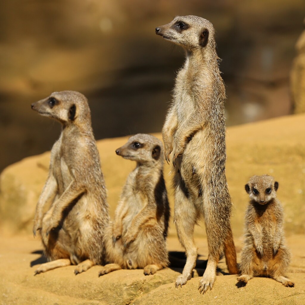 Photo of a meerkat