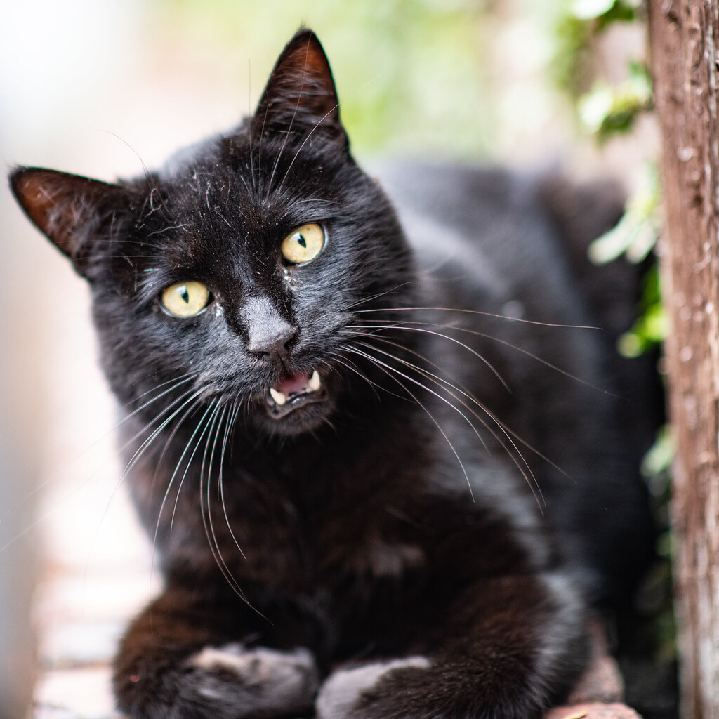Photo of a cat meowing.