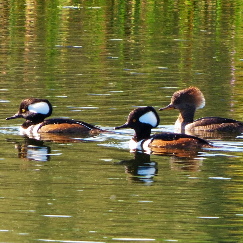 Photo of merganser ducks