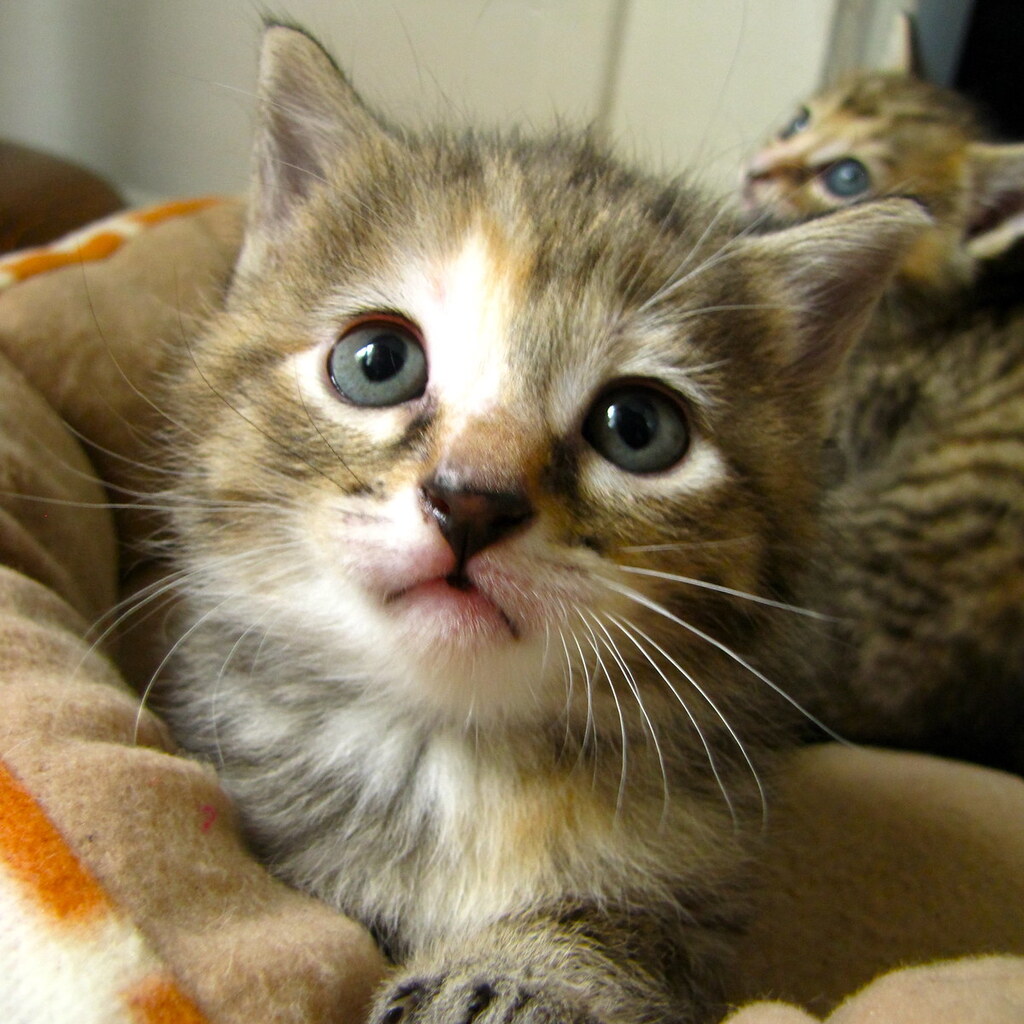 Photo of a kitten