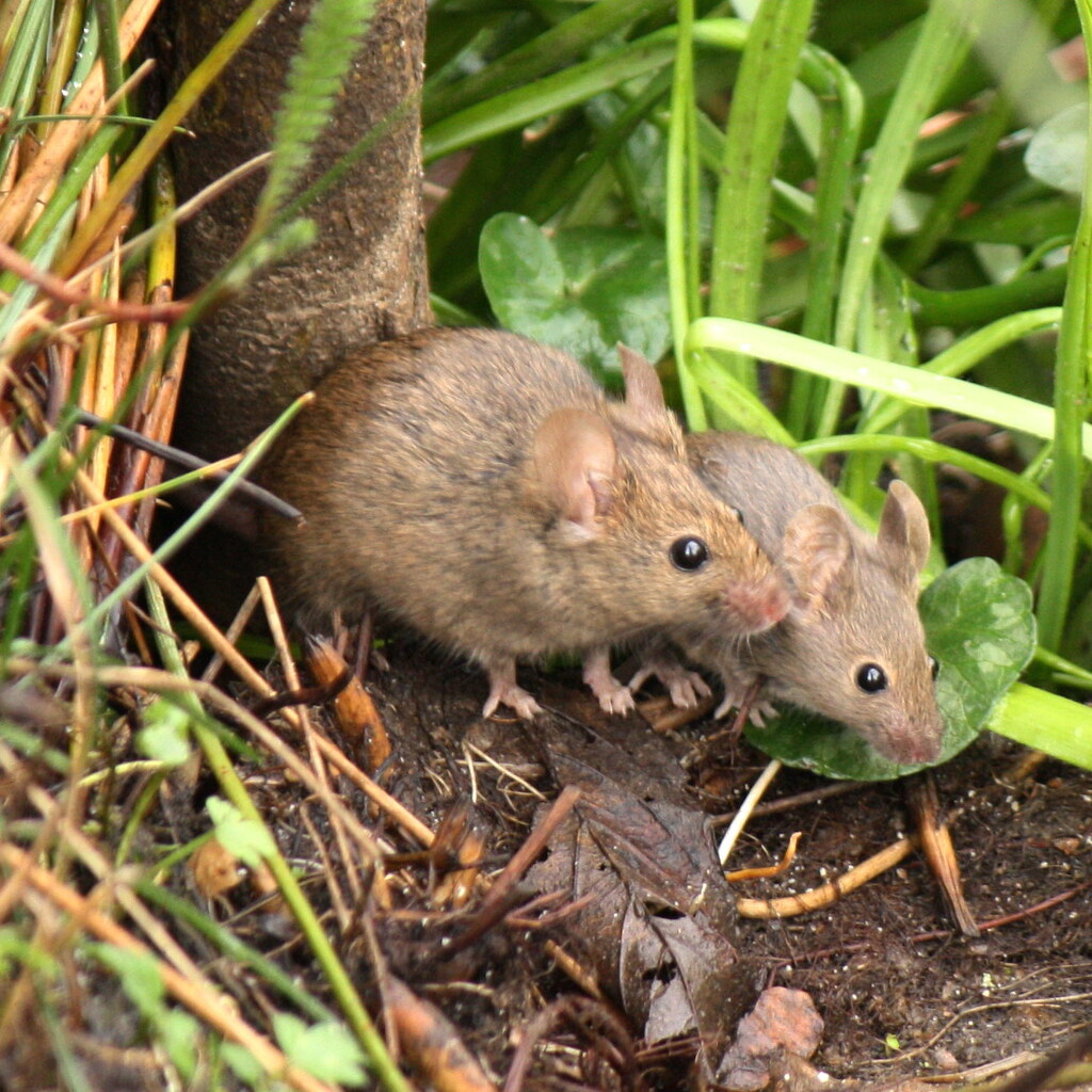 Photo of mice