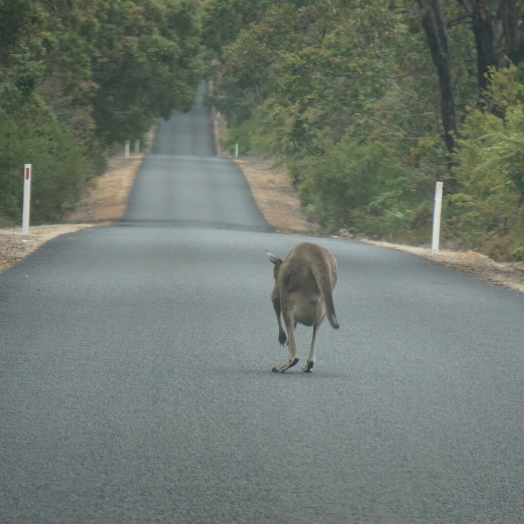 Photo of a kangaroo in the middle of the road