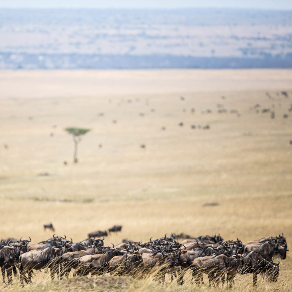 Photo of animals migrating