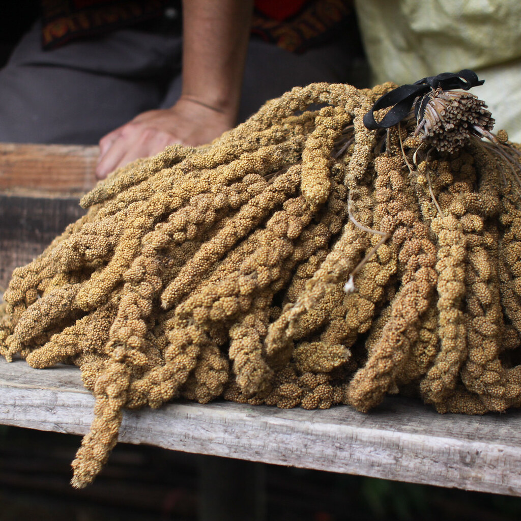 Photo of millet seed heads
