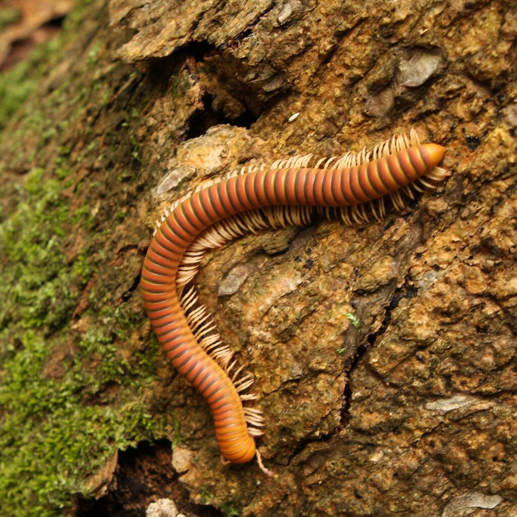 Photo of a millipede