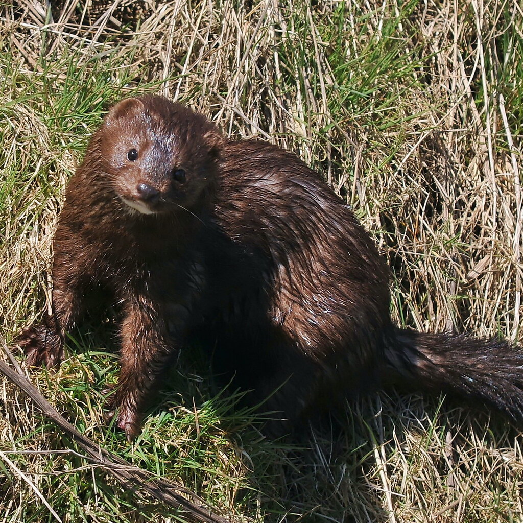 Photo of an American mink