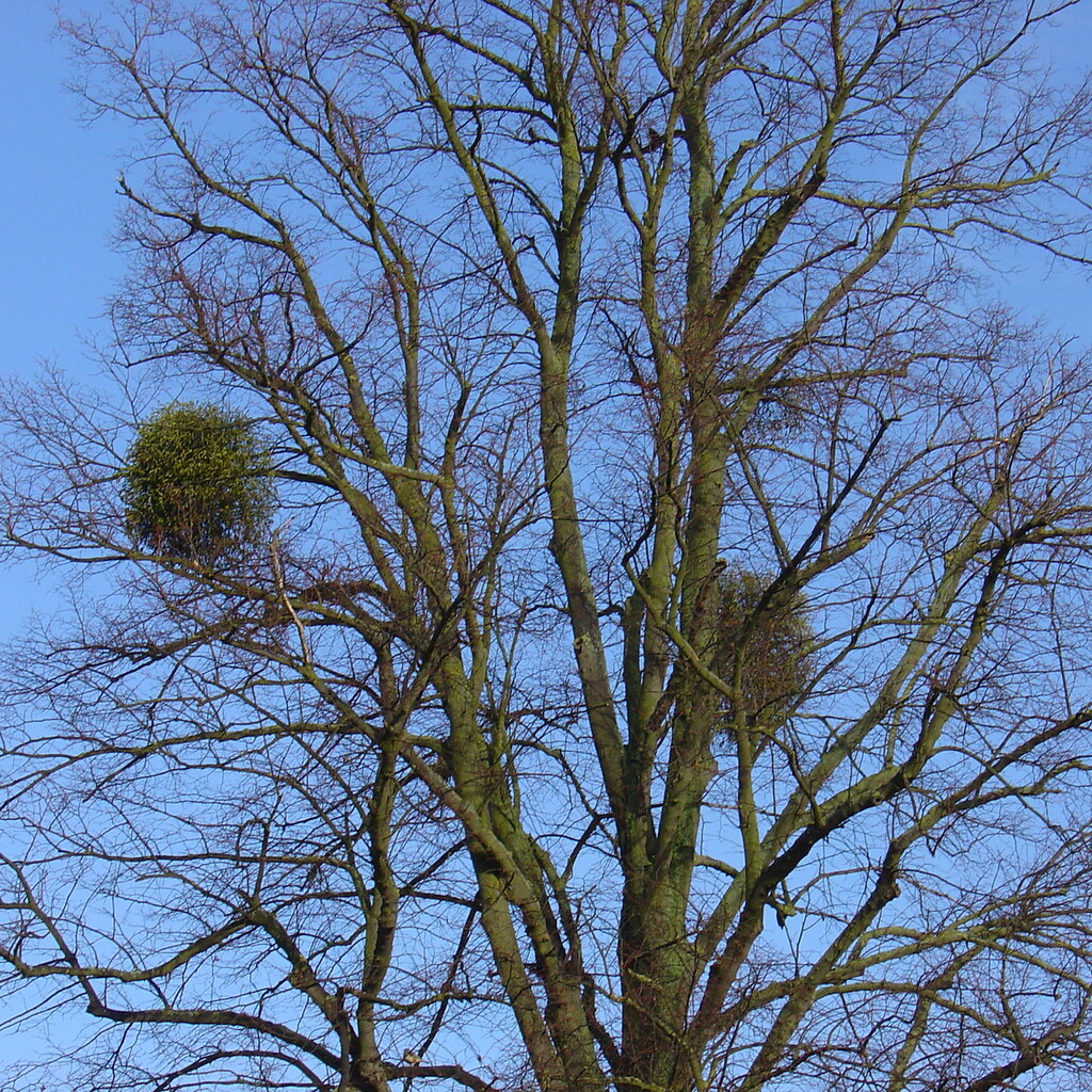Photo of mistletoe