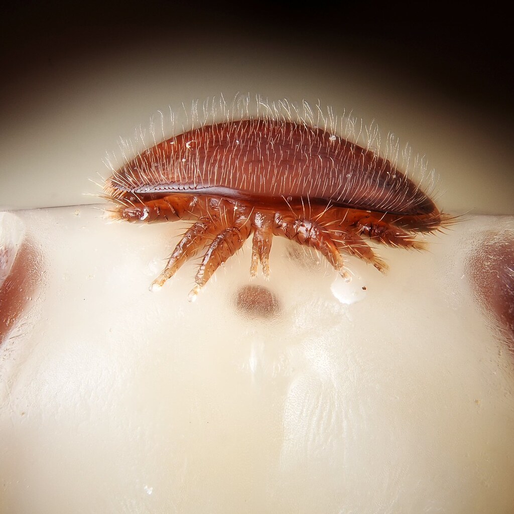Photo of a mite on a bee's head