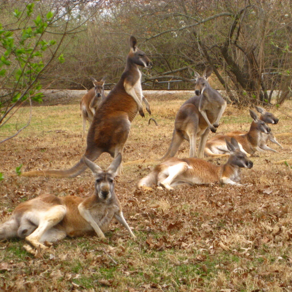 Photo of a mob of kangaroos