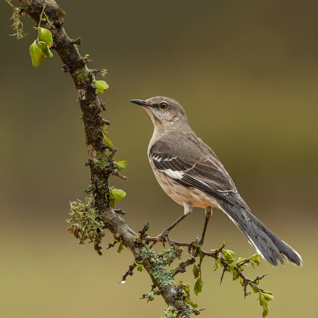 Photo of a mockingbird