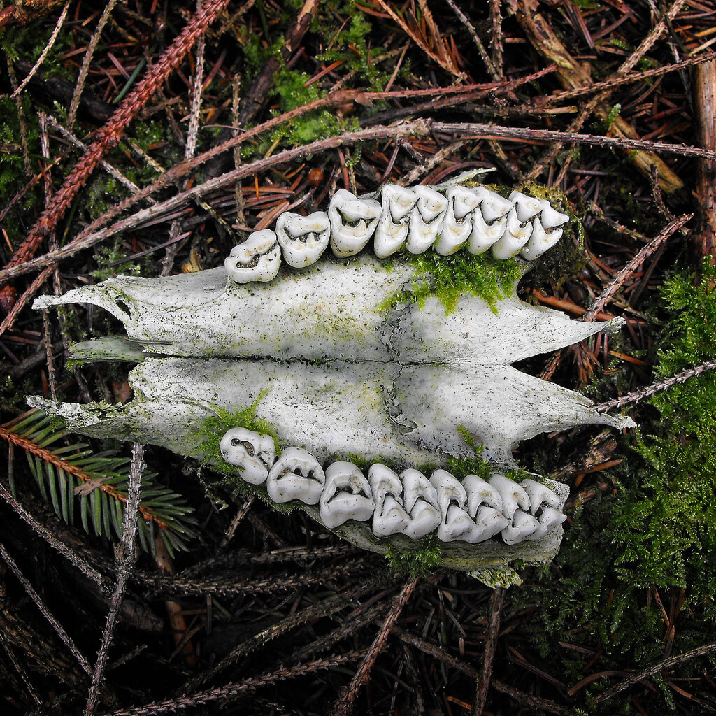 Photo of molar teeth