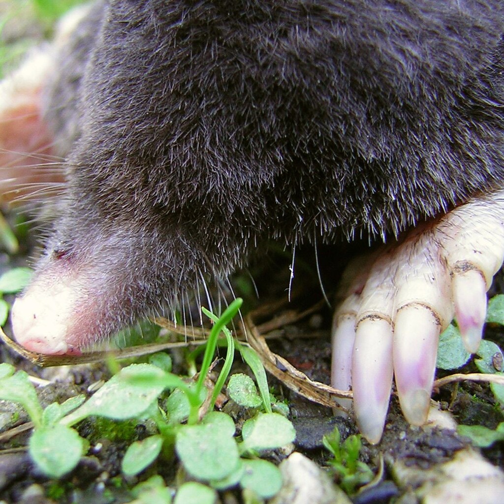 Photo of a mole