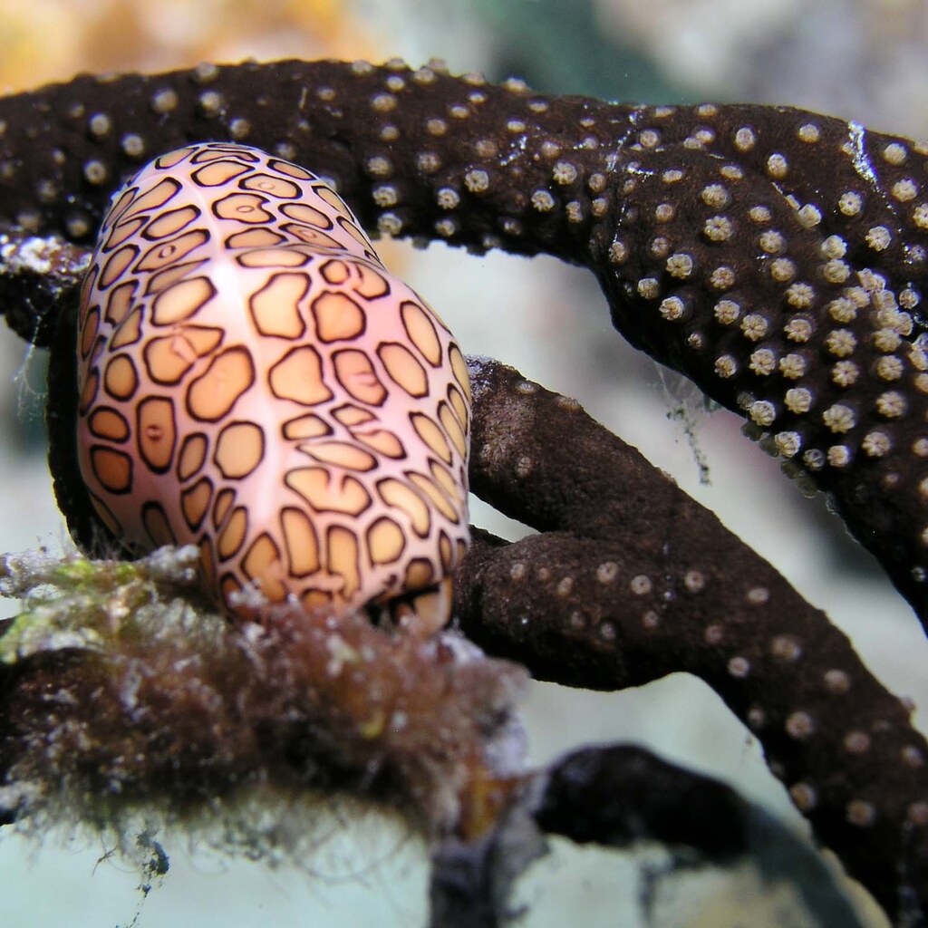 Photo of a cowrie