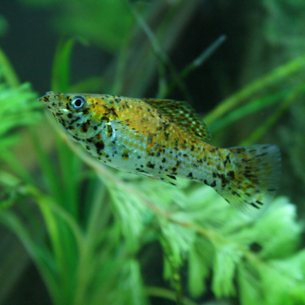 Photo of a molly