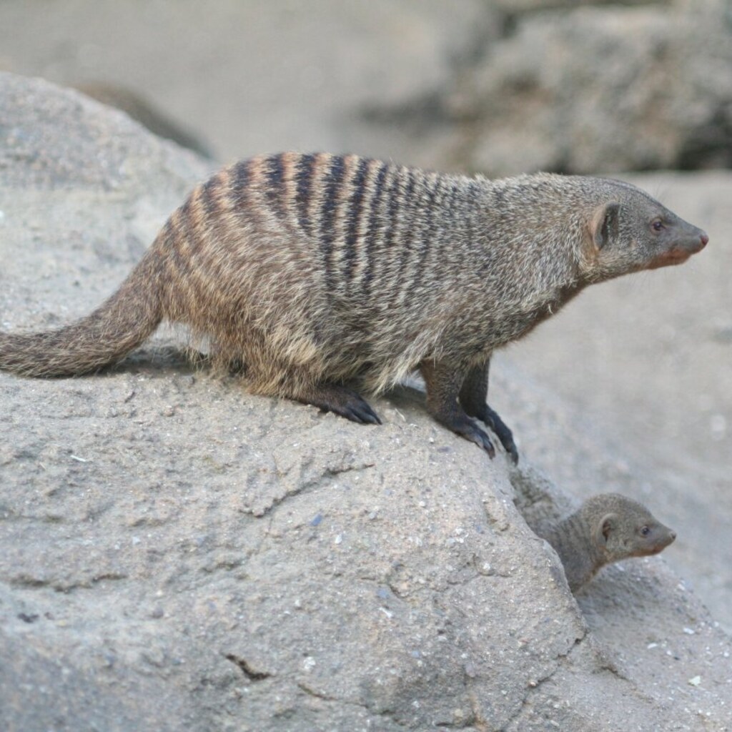 Photo of a mongoose