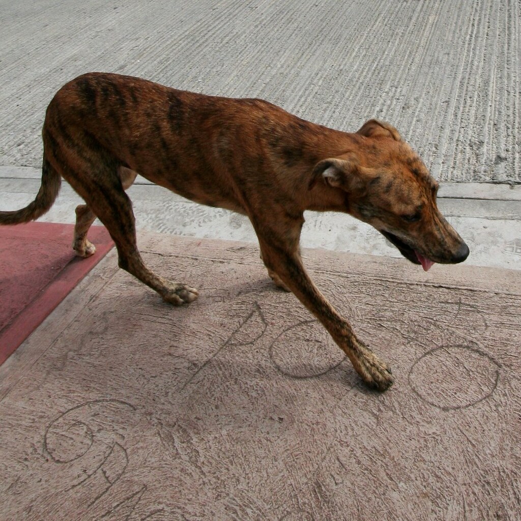 Photo of a mongrel