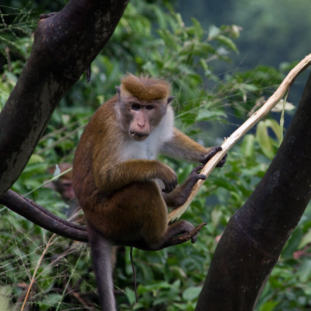 Photo of a monkey