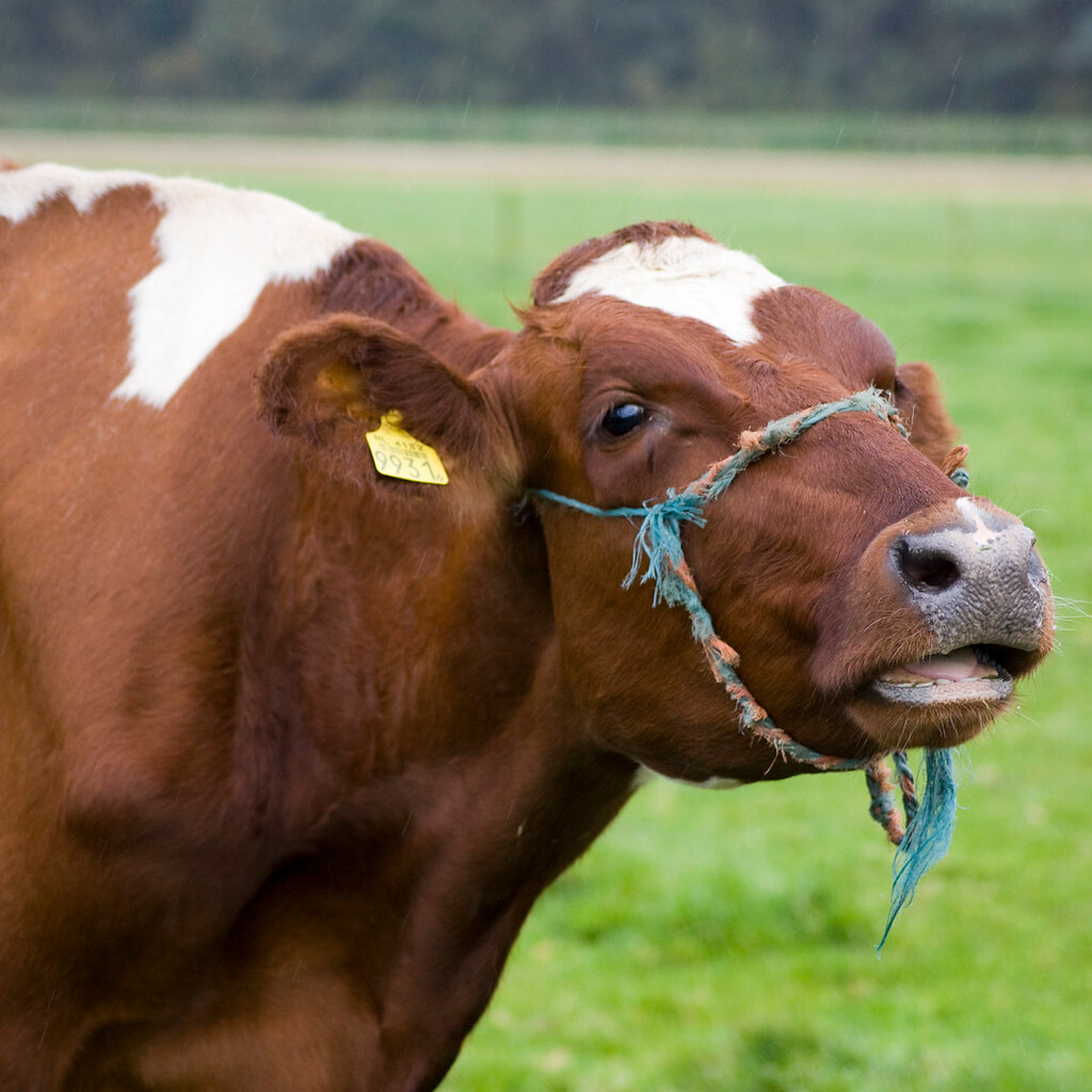 Photo of a cow mooing