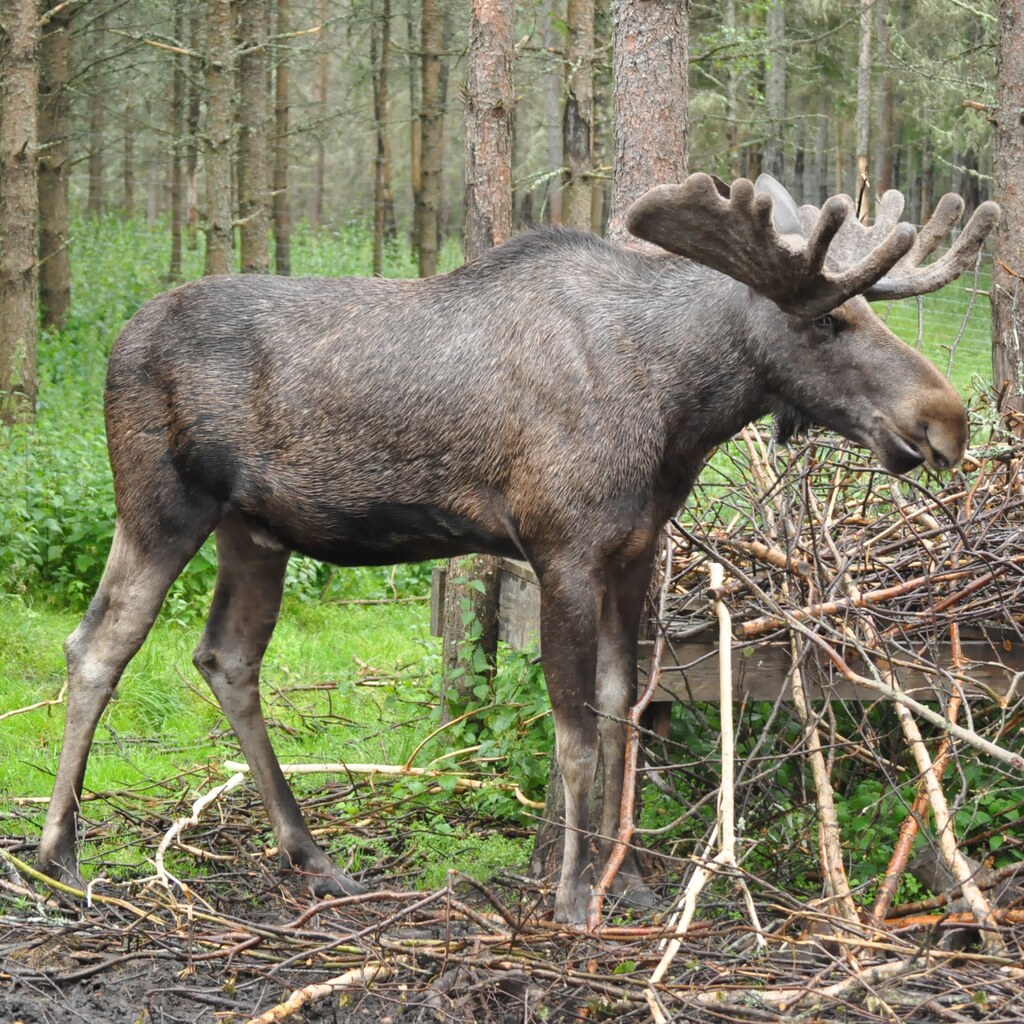 Photo of a moose