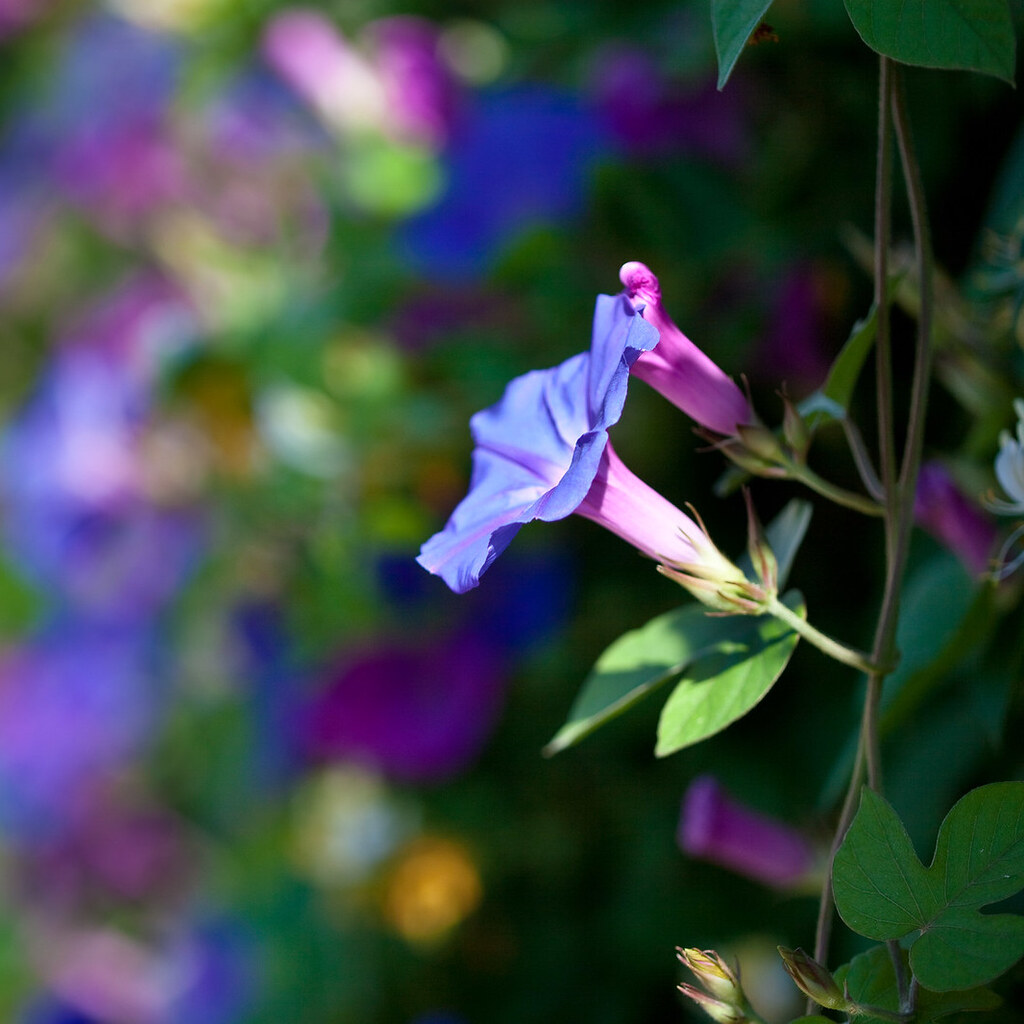 Photo of a morning glory