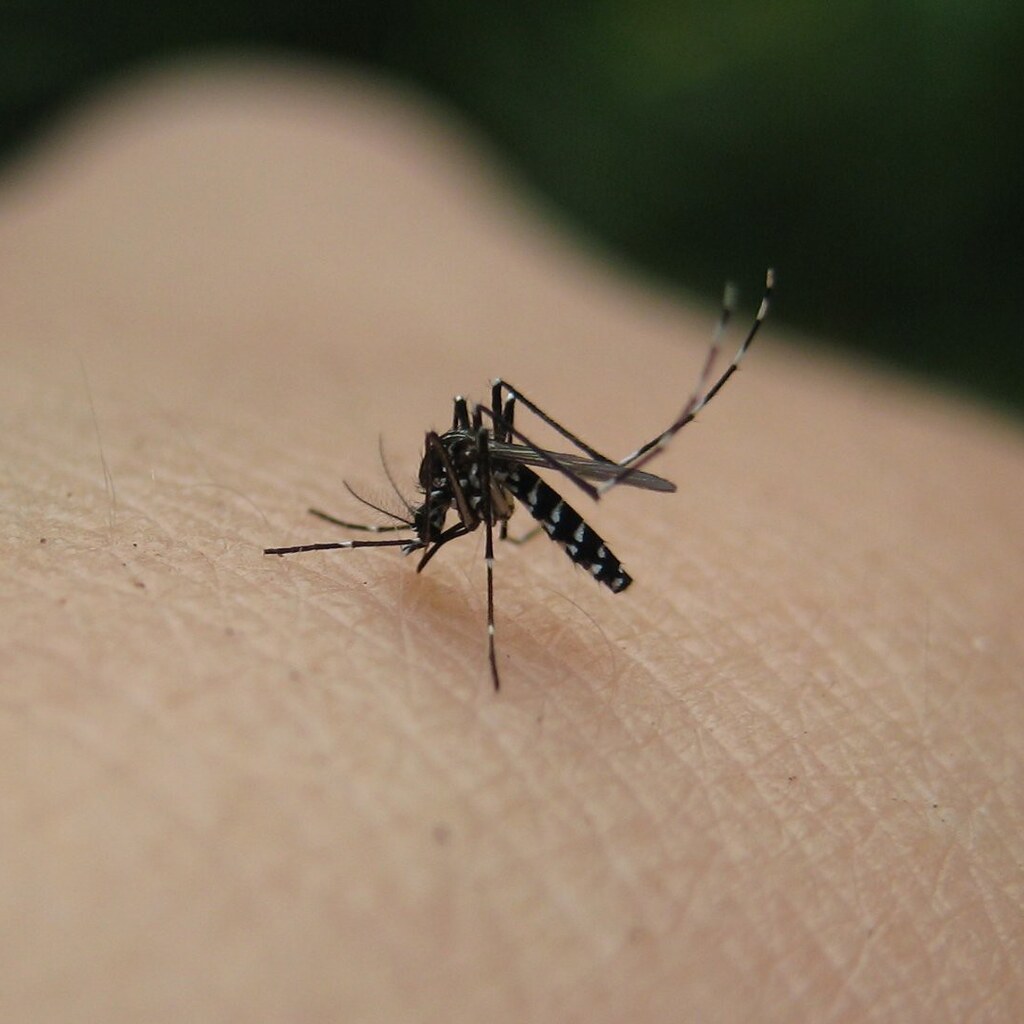 Photo of a mosquito