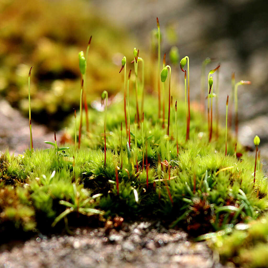 Photo of moss