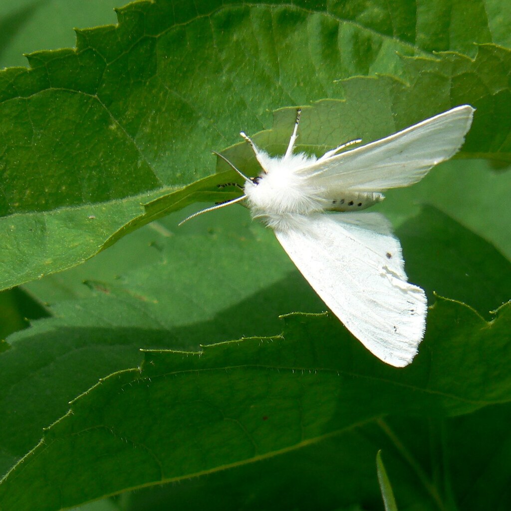 Photo of a white moth