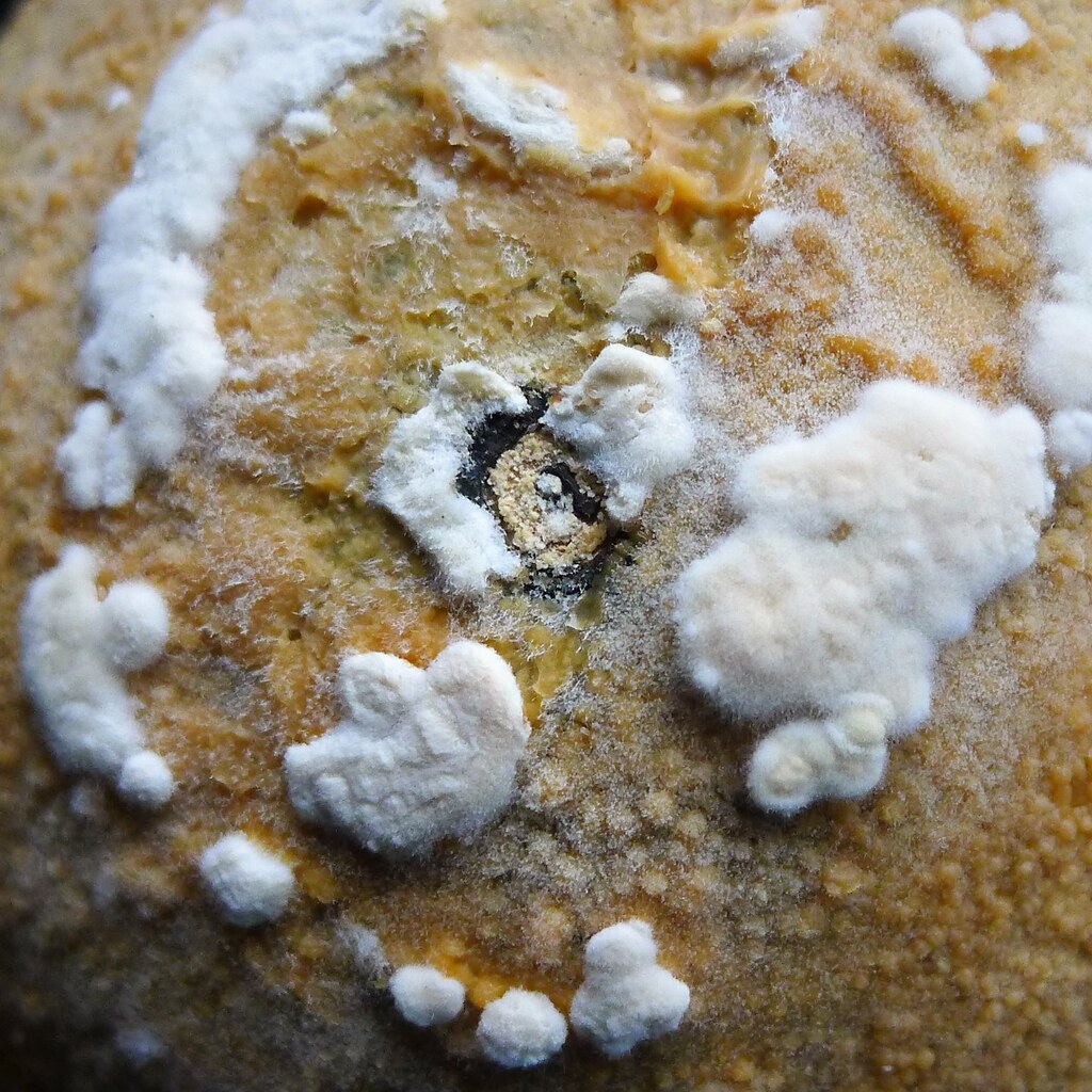Photo of mould on an orange