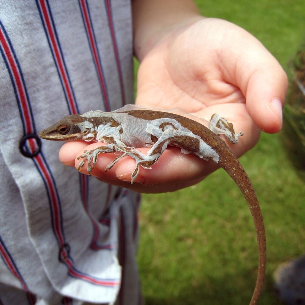 Photo of a moulting lizard