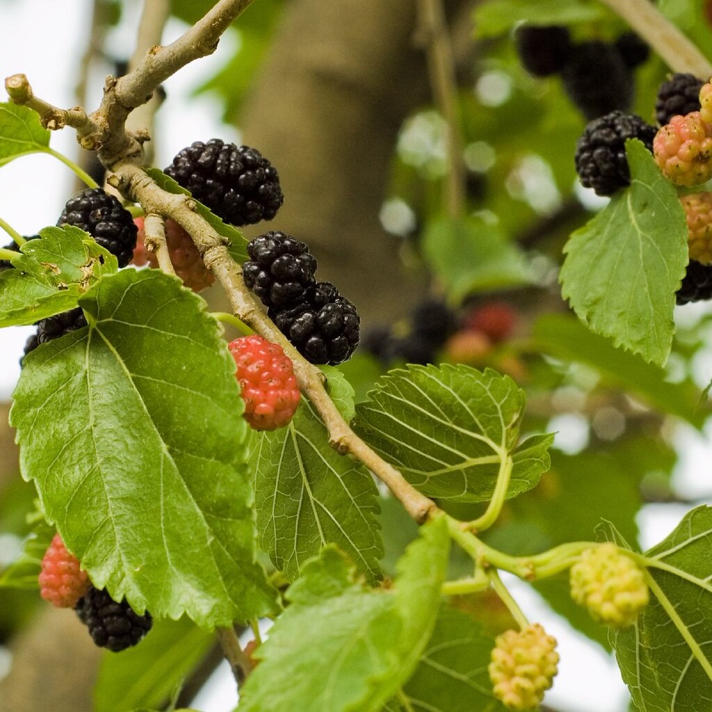 Photo of mulberries