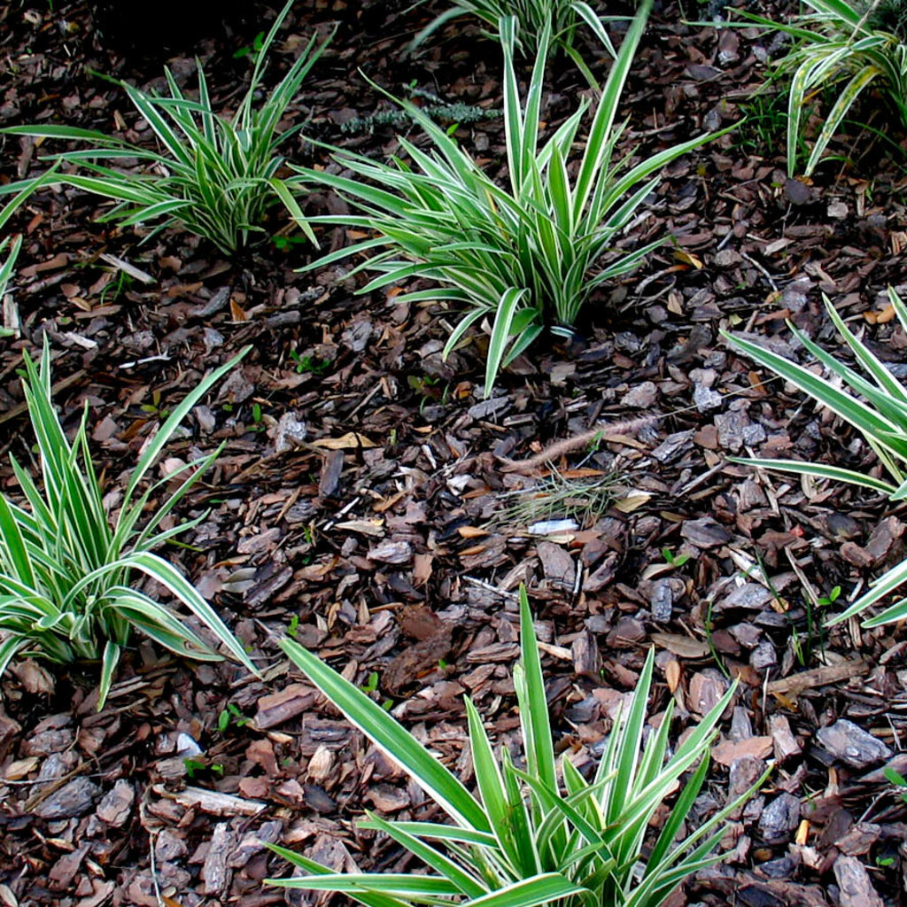 Photo of some mulched plants.