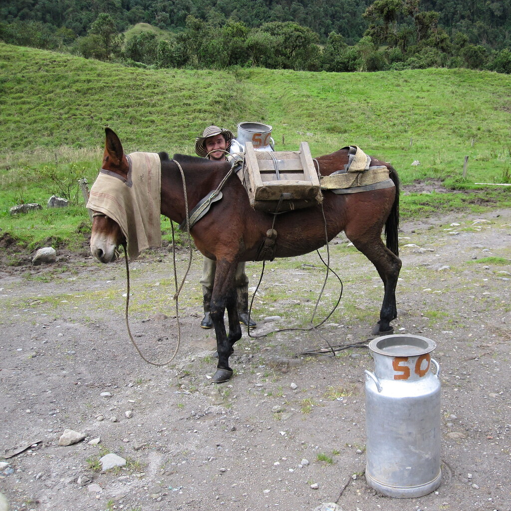 Photo of a delivery mule