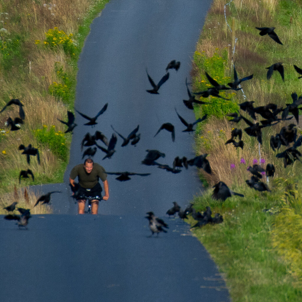 Photo of a group of crows