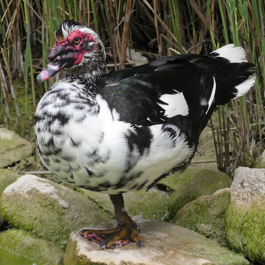 Photo of a muscovy duck